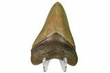 Fossil Megalodon Tooth - North Carolina #160505-2